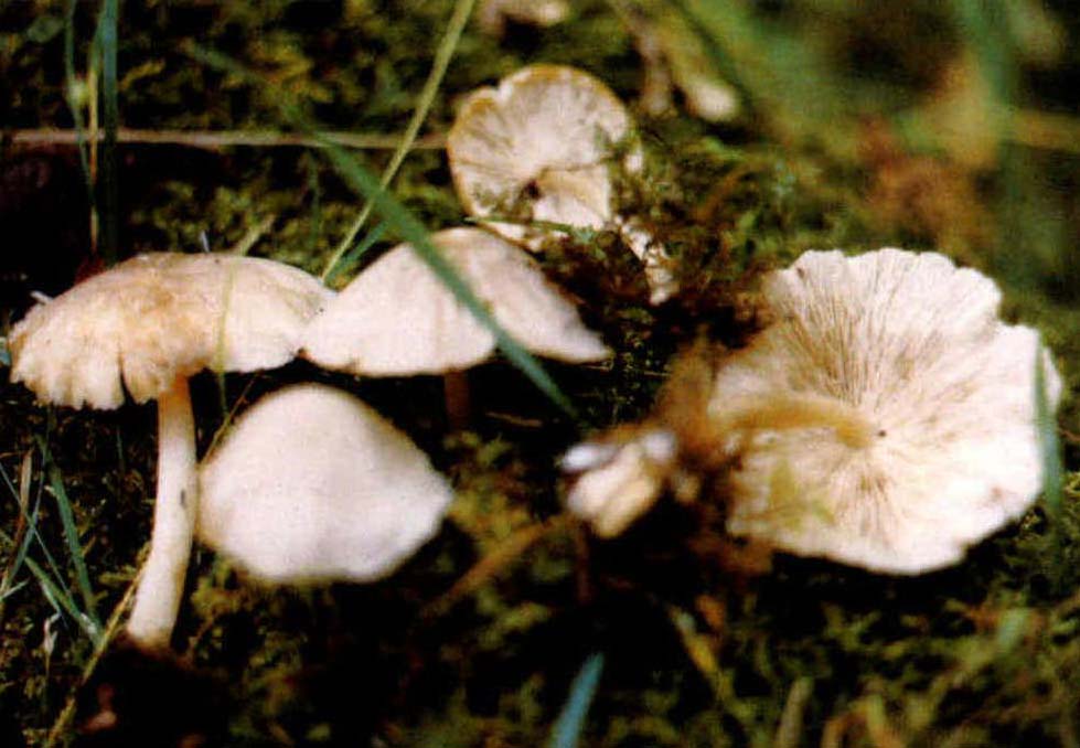 Clitocybe expallens (Pers.:Fr.)Quél.